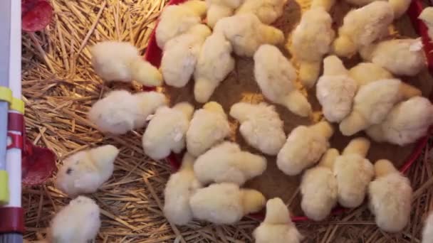 Ферма цыплят — стоковое видео