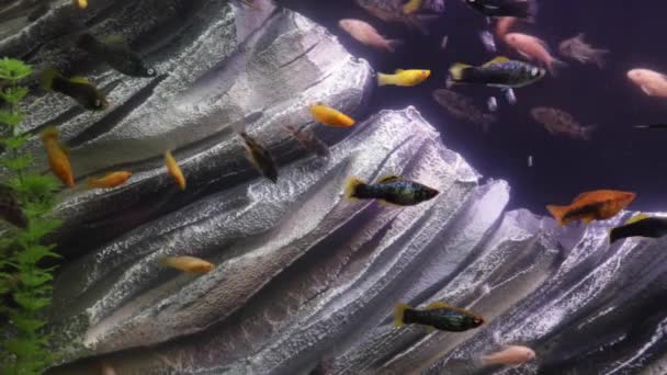 Depósito de peces bajo el agua — Vídeo de stock