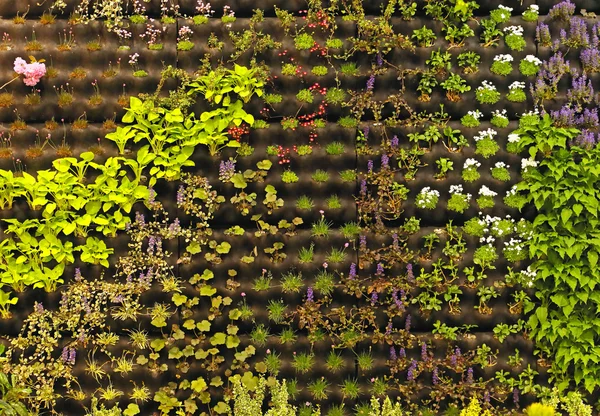 Jardinería vertical — Foto de Stock