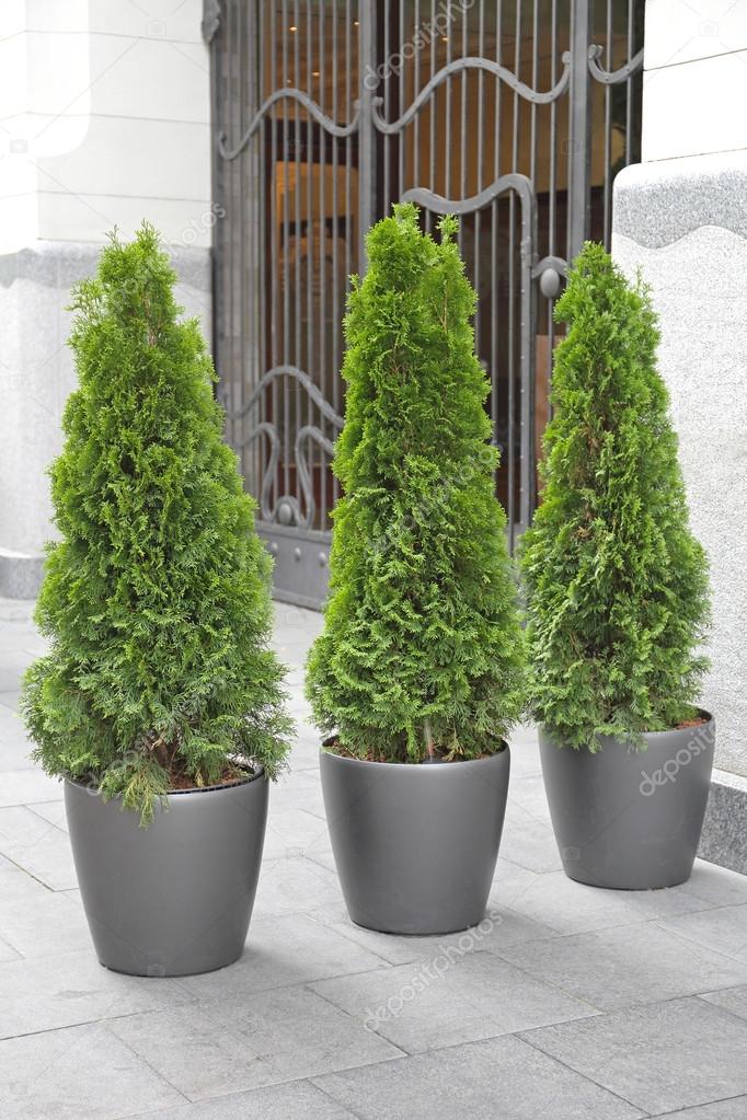 Trees In Pots Stock Photo Baloncici 82650456 Trees In Pots Stock Photo