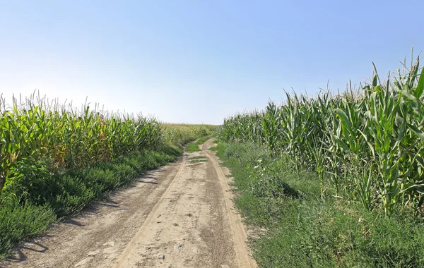 Feldweg — Stockfoto