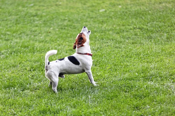 Jack Russell Teriyeri — Stok fotoğraf