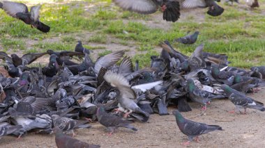 Şehir parkında güvercin ve güvercin besleyen kuş sürüsü