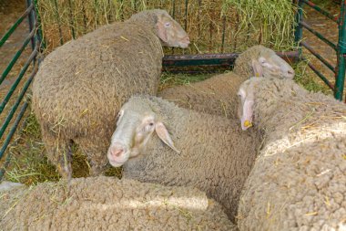 Hayvan Çiftliği 'nde Kalem Korumasında Yünlü Koyun Sürüsü