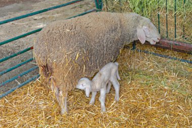 Koyun Çiftliğinde Küçük Yeni Doğmuş Kuzu Ewe Koyun Emiciliği