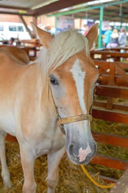 Bir Açık Bej Ten Palomino At Ahırda Binicilik Tesisinde