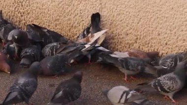 Sokak Panoramasında Beslenen Güvercin Sürüsü Yaklaş