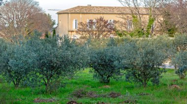 Saint Remy de Provence 'deki zeytin ve manastır Fransa Kış Günü