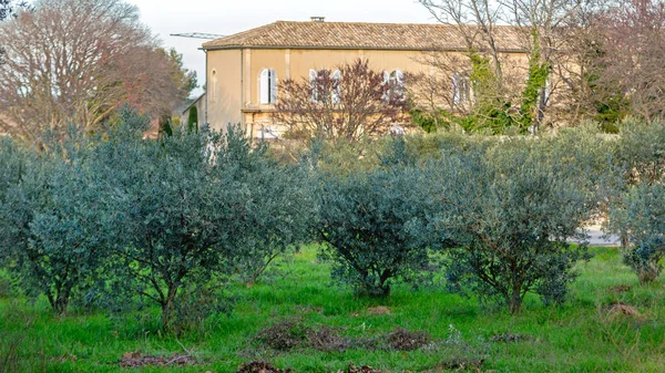 Saint Remy de Provence 'deki zeytin ve manastır Fransa Kış Günü