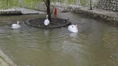 Küçük Ada Hayvanlarıyla Su Havuzu 'nda Beyaz Kuğular ve Ördek Kuşları