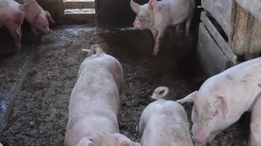 Evcil Çiftlikte Kirli Domuz Sürüsü Kapatın Tavayı