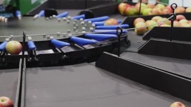 Elma Sınıflandırma ve Sıralama Makinesi Otomatik Tarım