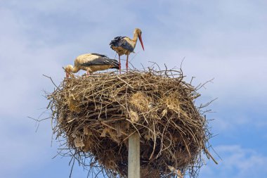 Beton Kutbunun Üzerinde Büyük Yuvada Bir Çift Beyaz Leylek