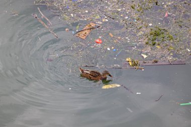 Kirli su nehrinde yüzen bir yaban ördeği.
