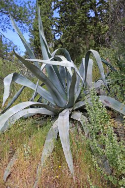 Yunanistan 'daki Kaktüs Akdeniz Bitkisi Doğayı Kapatın