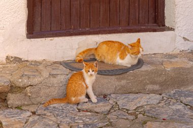 Kızıl Kedi Anne ile Kapı Paspasında Ev 'in Önünde Adım