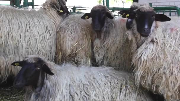 Cara negra oveja — Vídeos de Stock