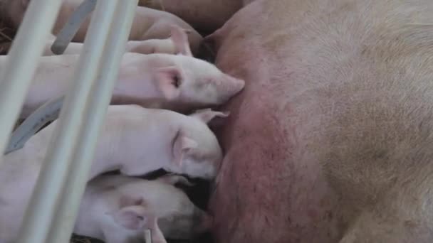 饿了仔猪哺乳 — 图库视频影像