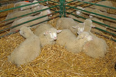 Çiftlikteki Pen 'de Saman' da Koyun Yatıyor