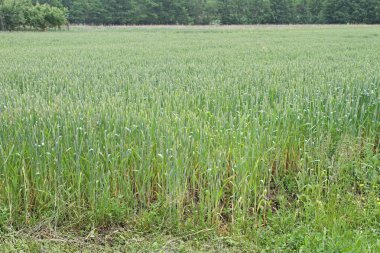 Yeşil buğday tarlası