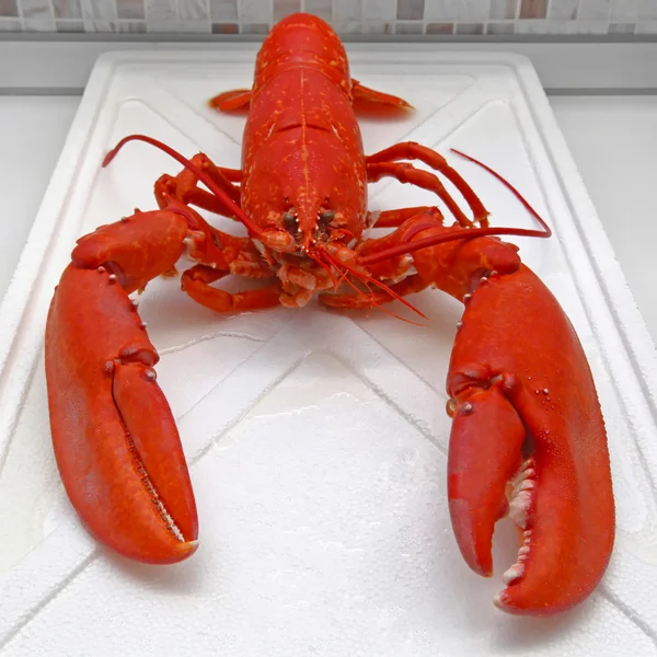 Cooked Orange Lobster — Stock Photo, Image