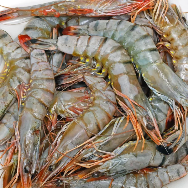 Fresh Tiger Prawns — Stock Photo, Image