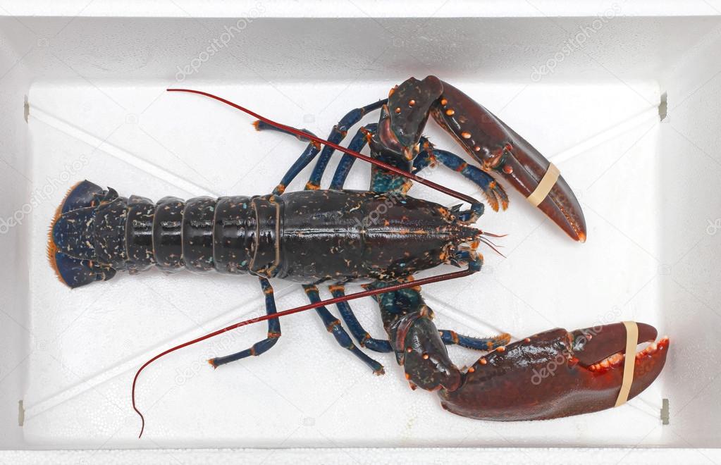 Live Lobster Crustecean