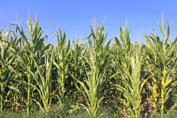 Tanaman Jagung Jagung — Stok Foto