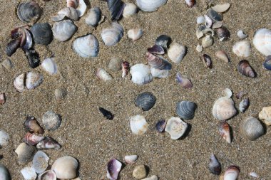 Kumsalda deniz kabukları