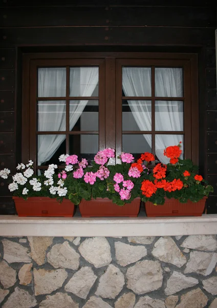 Window with flowerpots — Stock Photo, Image