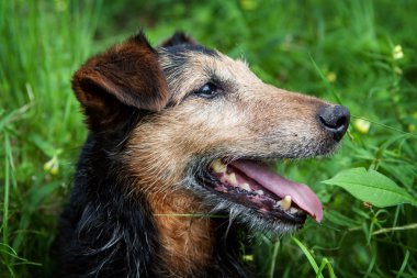 Yaşlı Köpek