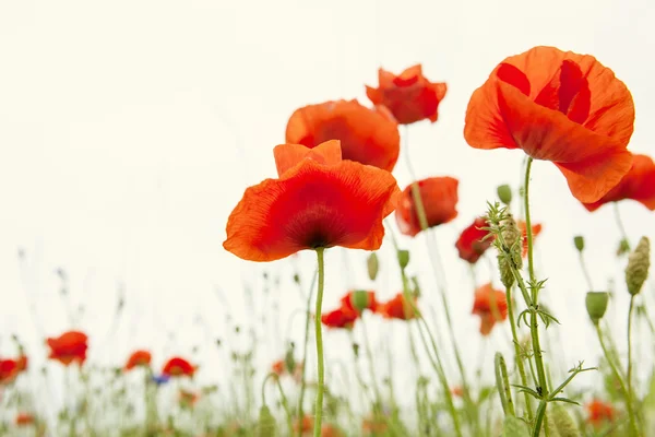 Poppies — Stock Photo, Image