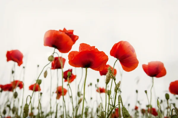 Poppies — Stock Photo, Image