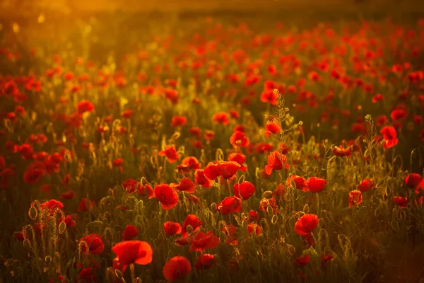 Poppies at sunset — Stock Photo, Image