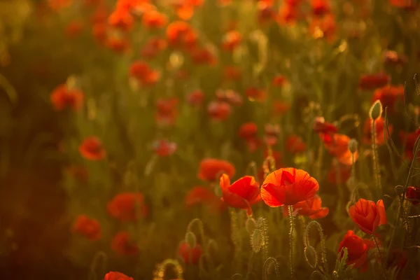 Poppies saat matahari terbenam — Stok Foto