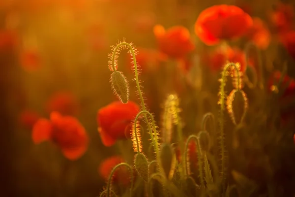 Coquelicots au coucher du soleil — Photo