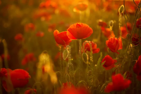 Poppies saat matahari terbenam — Stok Foto