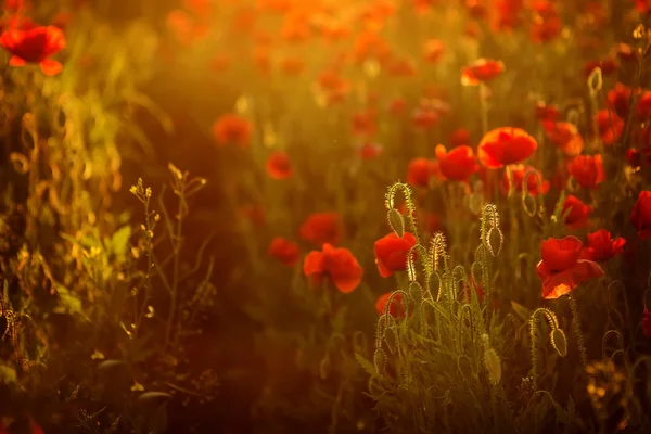 Poppies saat matahari terbenam — Stok Foto