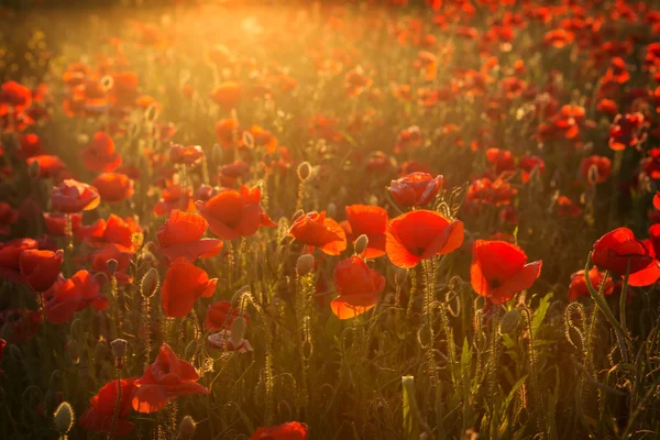 Coquelicots au coucher du soleil — Photo