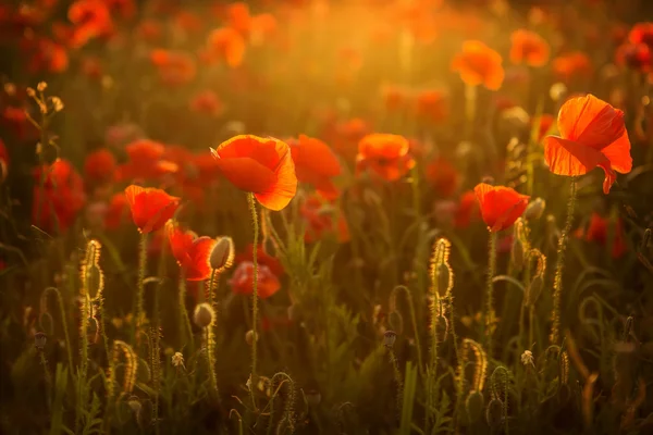 Coquelicots au coucher du soleil — Photo