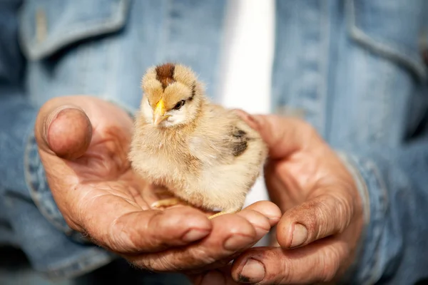 Farmer holds  little chicken — Stock Photo, Image