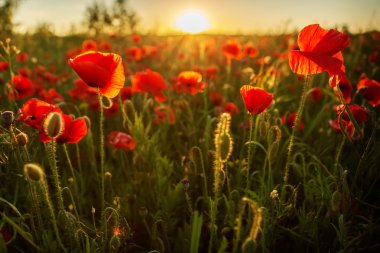 gün batımında haşhaş