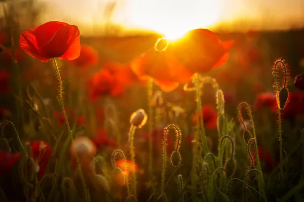 Poppies at sunset — Stock Photo, Image
