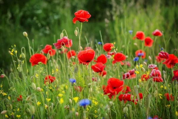 Hermoso prado de amapolas — Foto de Stock