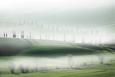 Selvi ağaçları sis içinde