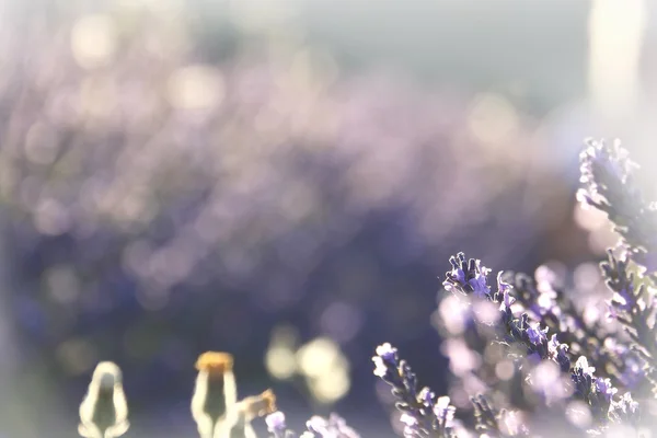 A Lavender Dream — Stock Photo, Image