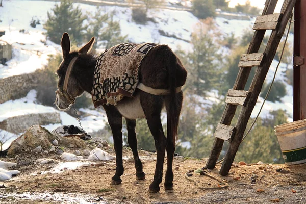 Åsna Libanon Som Står Klippa Med Snö Runt Omkring — Stockfoto