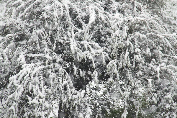 Ein Schneebedeckter Baum Während Eines Schneesturms — Stockfoto