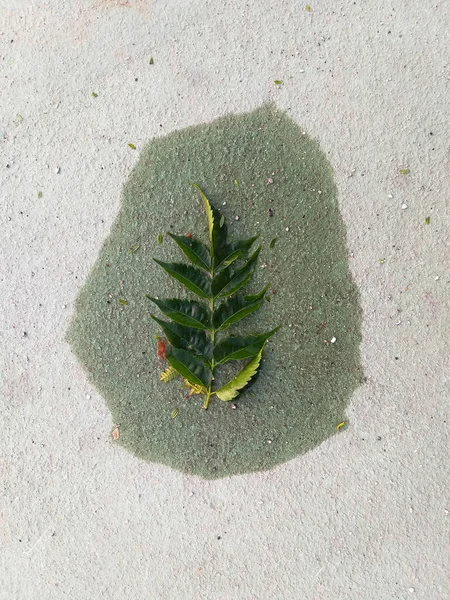 Ein Gefallenes Grünes Blatt Bildet Einen Feuchten Rahmen Auf Dem — Stockfoto