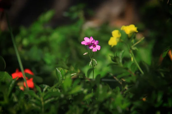 Petites Fleurs Colorées Dans Herbe Verte Luxuriante Dans Une Prairie — Photo